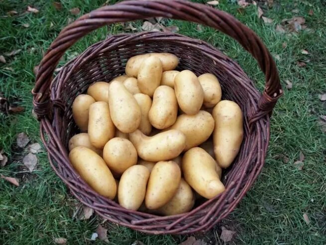 سیب زمینی برای دیابتیها مناسب است؟ | سیب زمینی را آب پز بخوریم یا کباب شده؟ | راههای طبخ این سبزی بدون افزایش قند خون را بخوانید