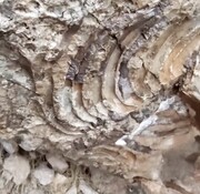 تصاویر ناراحت کننده یک فسیل غول پیکر چند میلیون ساله در خوزستان | حجم تخریب این فسیل ارزشمند را ببینید!
