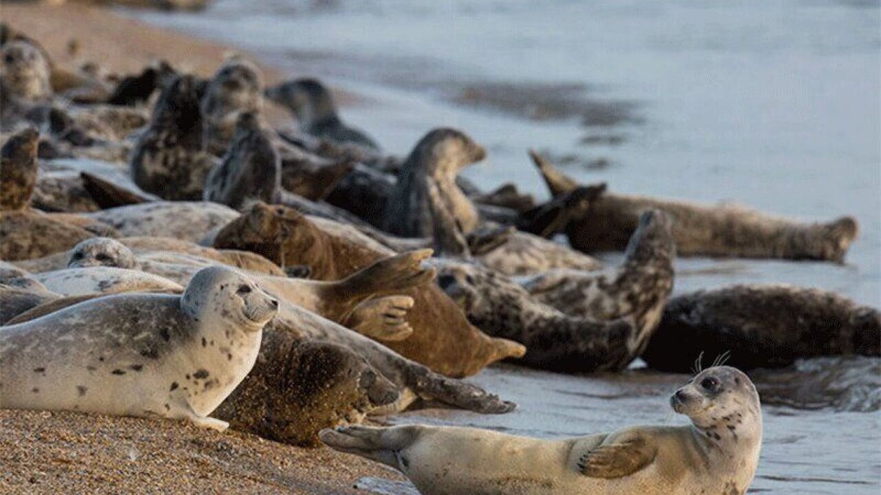 مذاکره با همسایهها برای نجات فوک ها