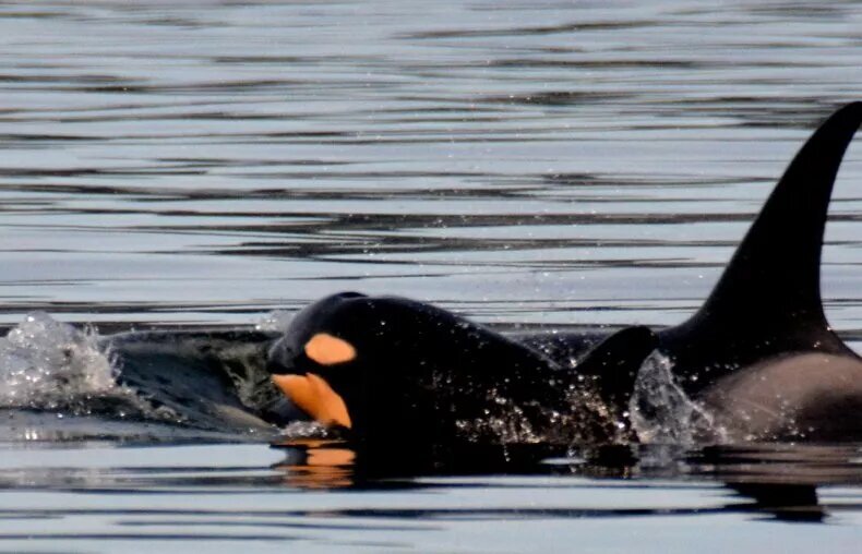 رنگ هلویی نوزاد نهنگ قاتل