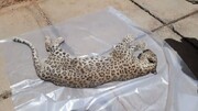 تصاویر پیدا شدن لاشه یک پلنگ بالغ در نوشهر