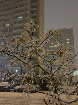 تصاویر زیبا از بارش برف در تبریز 