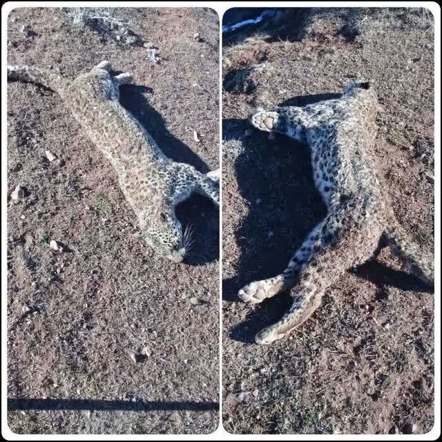 تصاویر پیدا شدن لاشه یک پلنگ بالغ در نوشهر