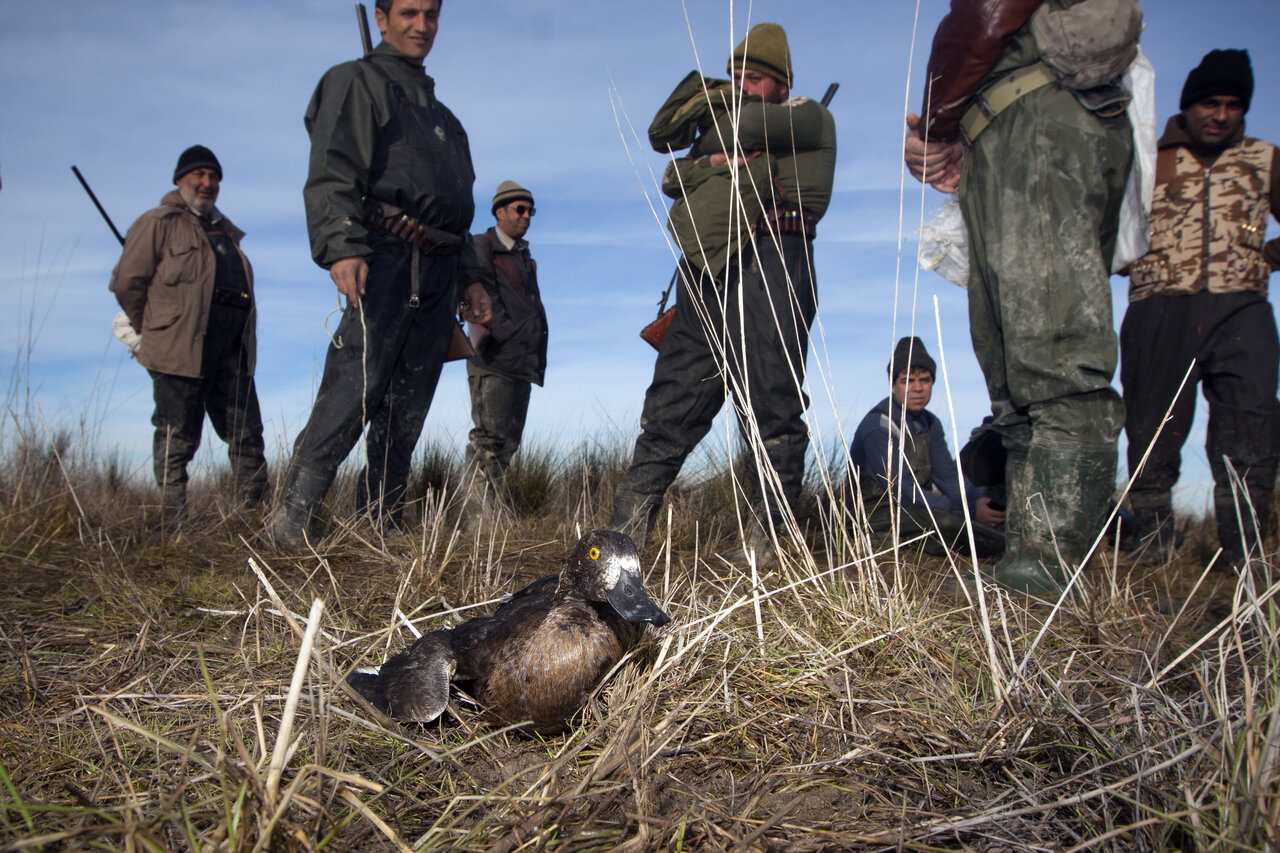 بیرحمانه ترین روش های شکار ؛ کشتن مادر بیرون از لانه | شکارکش ها به بهشت میروند؟