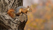 سنجاب ایرانی به لرستان برگشت | انتقال ۷ سنجاب ‌به جنگل‌های زاگرس
