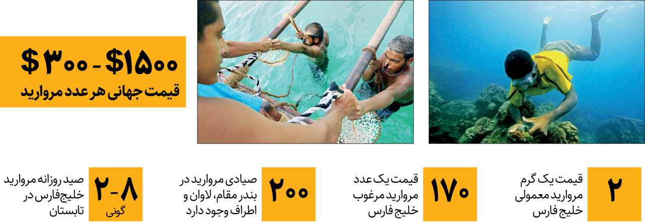 قیمت یک گرم مروارید خلیج فارس چقدر است؟