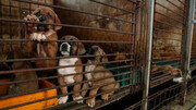 تولید و فروش گوشت سگ در این کشور ممنوع شد | تصویب ۲ تا ۳ سال زندان | خوردن گوشت سگ کماکان بلامانع است !