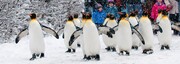 زمستان بالاخره به پنگوئن‌ها رسید