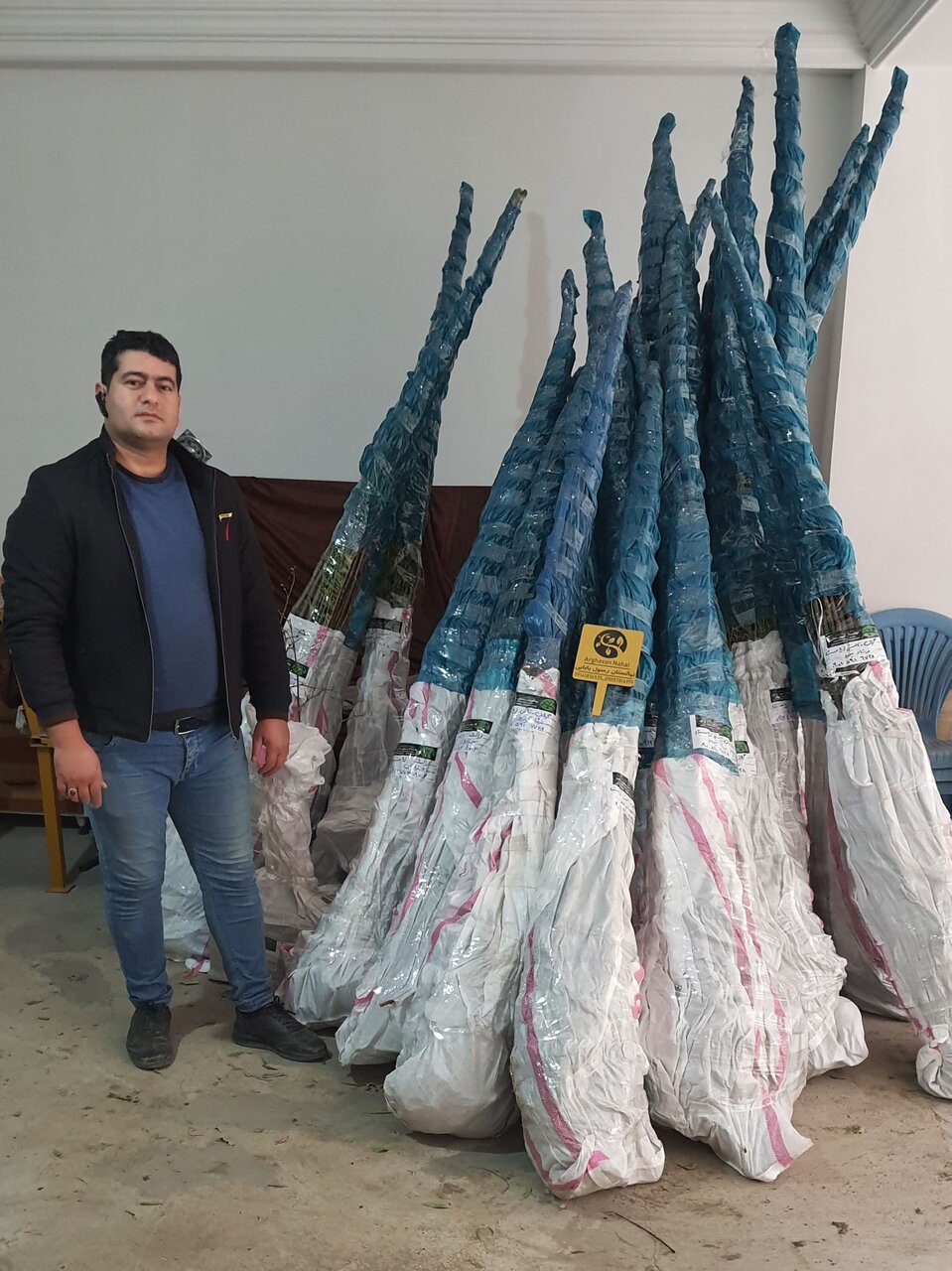 خرید آگاهانه نهال بادام در جهت توسعه و سود آوری