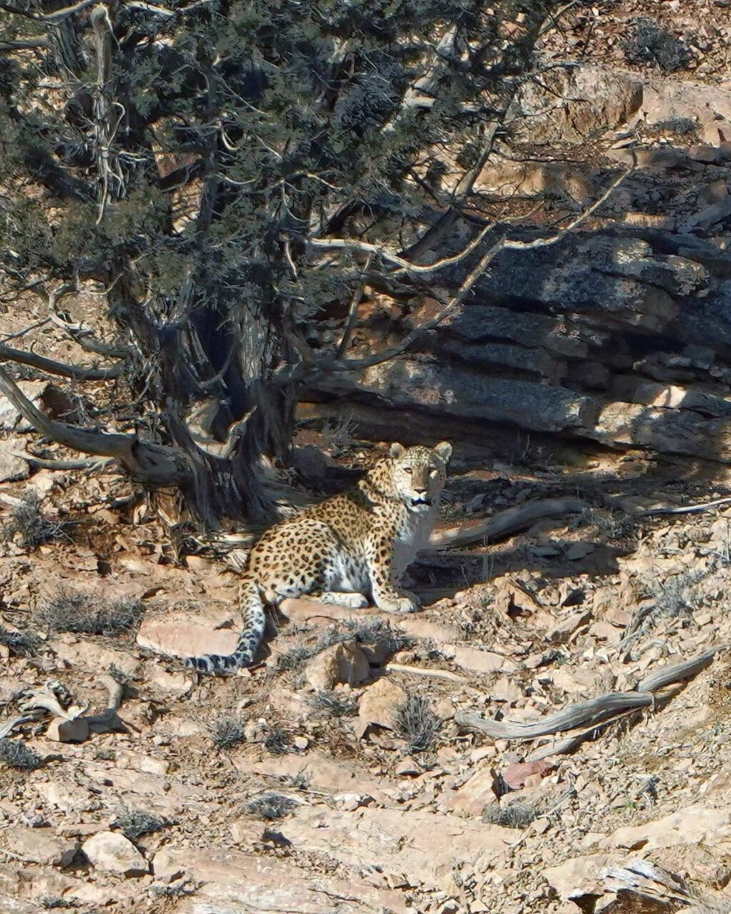 عکس | لحظه چشم به چشم شدن پلنگ با محیط بان گلستانی