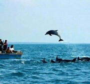 پریدن دلفین بازیگوش در قایق گردشگران جزیره هنگام | واکنش گردشگران را ببینید