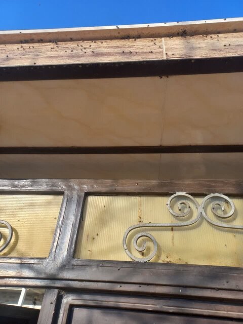 حمله عجیب مگسها به روستاهای اصفهان + عکس