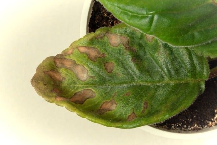 سیاه شدن نوک برگ گیاهان آپارتمانی چه علتی دارد؟ + راهحلها