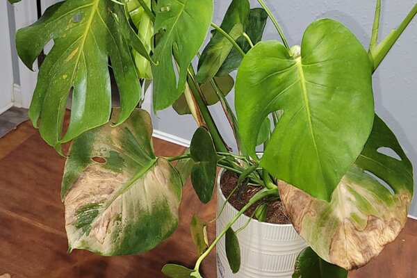 علت‌های رایج قهوه‌ای شدن برگ گیاهان آپارتمانی را بدانید