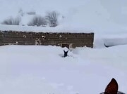 یک روستا به طور کامل زیر برف دفن شد | تصاویر