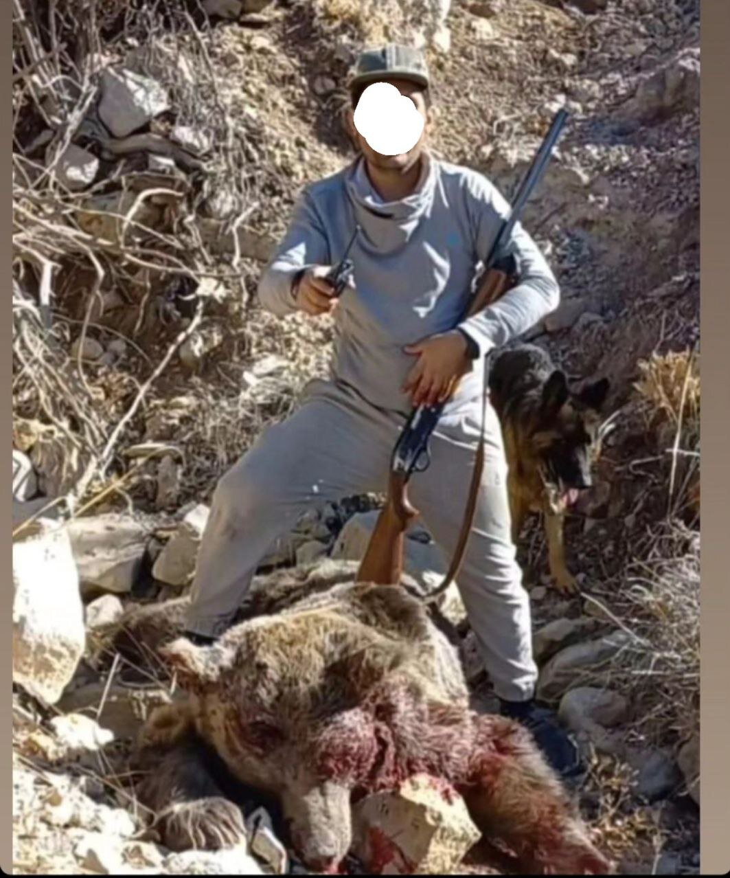 شکار غیرقانونی خرس