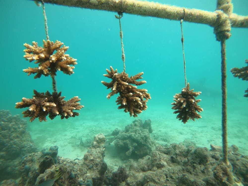 یک شغل عجیب در زیر دریا | مزرعه مرجان این شکلی است !