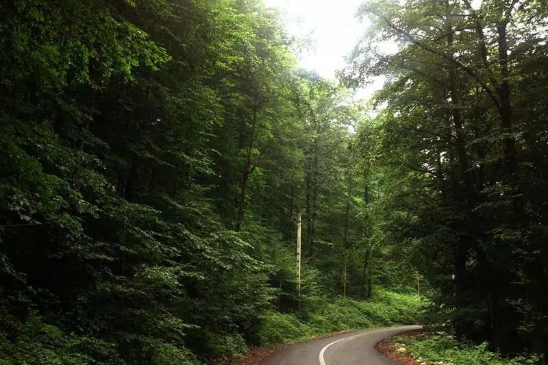 تصاویر جواهری در جنگل های هیرکانی | فاصله تهران تا جنگل راش ؛ جنگل راش کجاست ؟