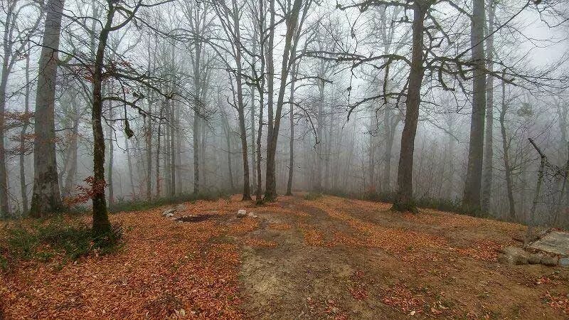 تصاویر جواهری در جنگل های هیرکانی | فاصله تهران تا جنگل راش ؛ جنگل راش کجاست ؟