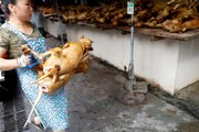 ممنوعیت سگ‌خوری در کره جنوبی! | تصاویر