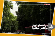 درخت‌های تهران بوتاکس میکنن!