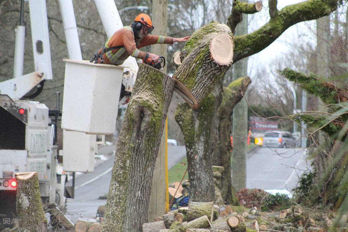 قطع درخت پوسیده در شهر‌های جهان