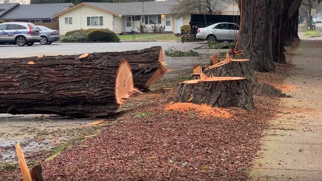 شهرداری های بزرگ دنیا با درختان پوسیده چطور برخورد میکنند؟ | قوانین قطع درختان در آمریکا، انگلیس و لهستان