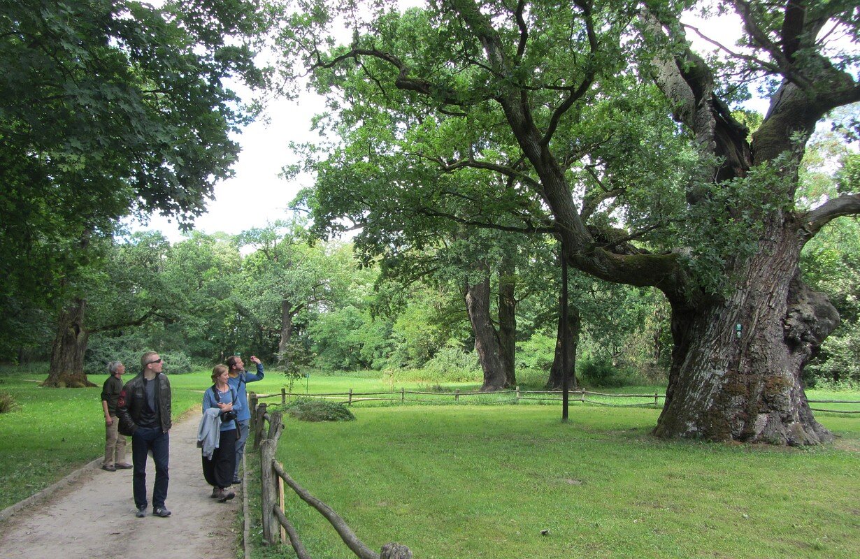 شهرداری های بزرگ دنیا با درختان پوسیده چطور برخورد میکنند؟ | قوانین قطع درختان در آمریکا، انگلیس و لهستان