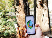 درختان شهر تیمار می شوند | اسکن بدن درختان کهنسال با دستگاه های خاص| بوتاکس مواد مغذی به شاخه های بالاتر!