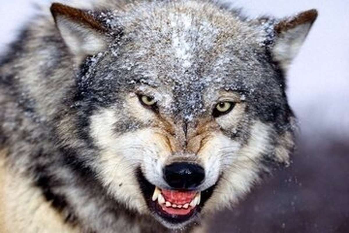 گرگ وحشی - حمله گرگ