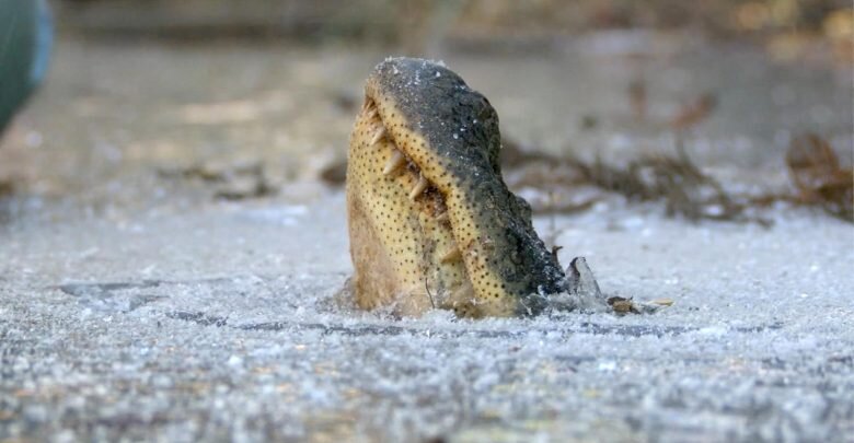 تمساح‌ها چگونه در تالاب‌های یخ زده زنده می‌مانند؟ + تصاویر