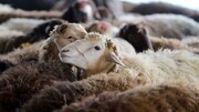 ماجرای لاشه های گوسفند و بز در سواحل قشم | قیمت دلاری دام ایرانی چقدر است؟