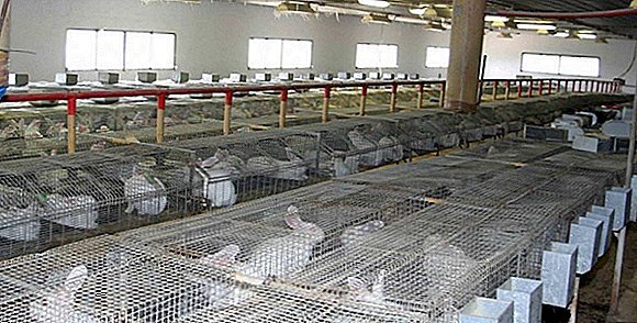 خرگوش چینچیلا کجای تهران پرورش مییافت؟ | آبادانی یک محله به دست سید نعناع