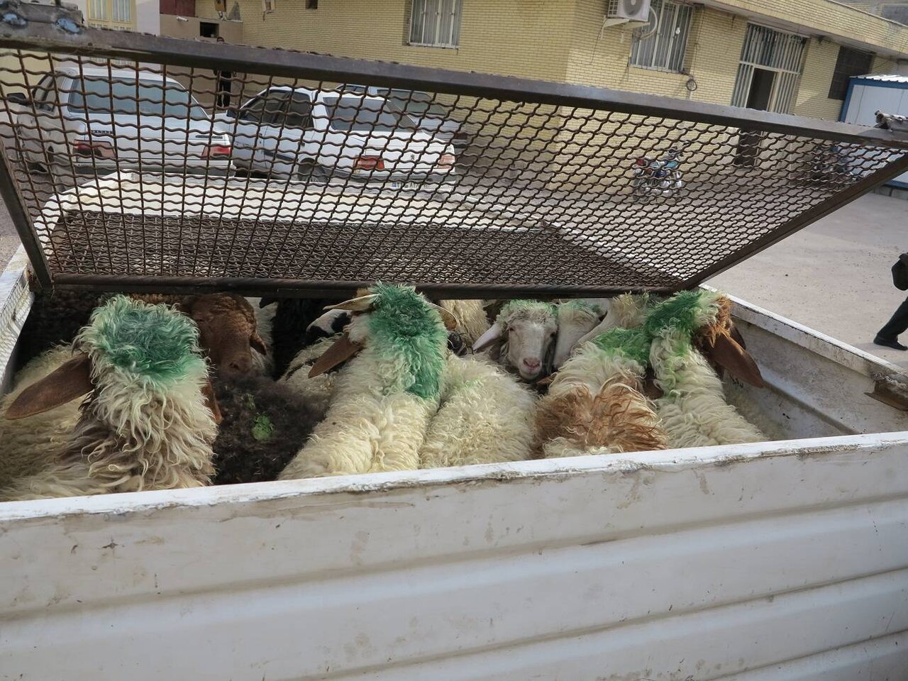 قاچاق گوسفند