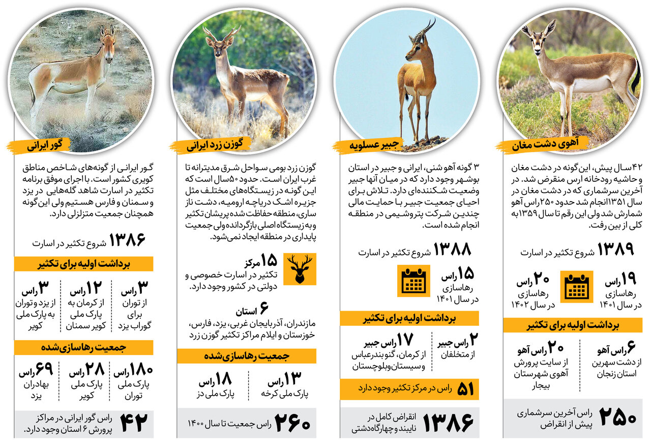 تکثیر در اسارت کدام گونه های حیات وحش در ایران موفق بود؟ | از جبیر و گورخر تا گوزن زرد و آهوی ایرانی