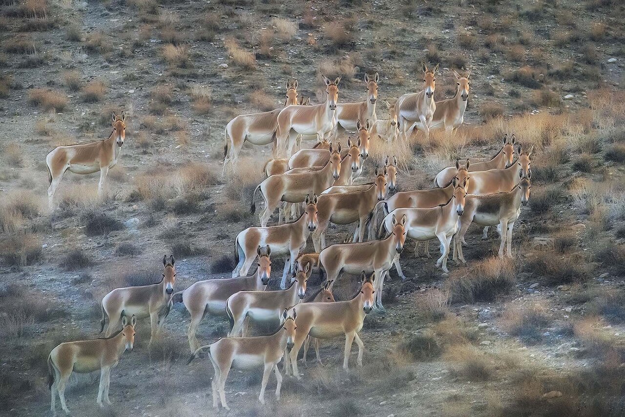 تکثیر در اسارت کدام گونه های حیات وحش در ایران موفق بود؟ | از جبیر و گورخر تا گوزن زرد و آهوی ایرانی