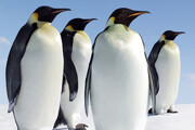 زندگی خصوصی پنگوئن های امپراتور ! | کشف ۴ قلمرو جدید در قطب جنوب | ببینید