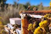 روش های تشخیص عسل طبیعی چیست؟