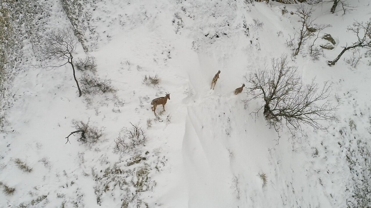 گفت و گو با خلبانی که با پهباد به جنگ متخلفان محیط زیست می رود | تجربه ۷ سال سرشماری حیات وحش با پهباد
