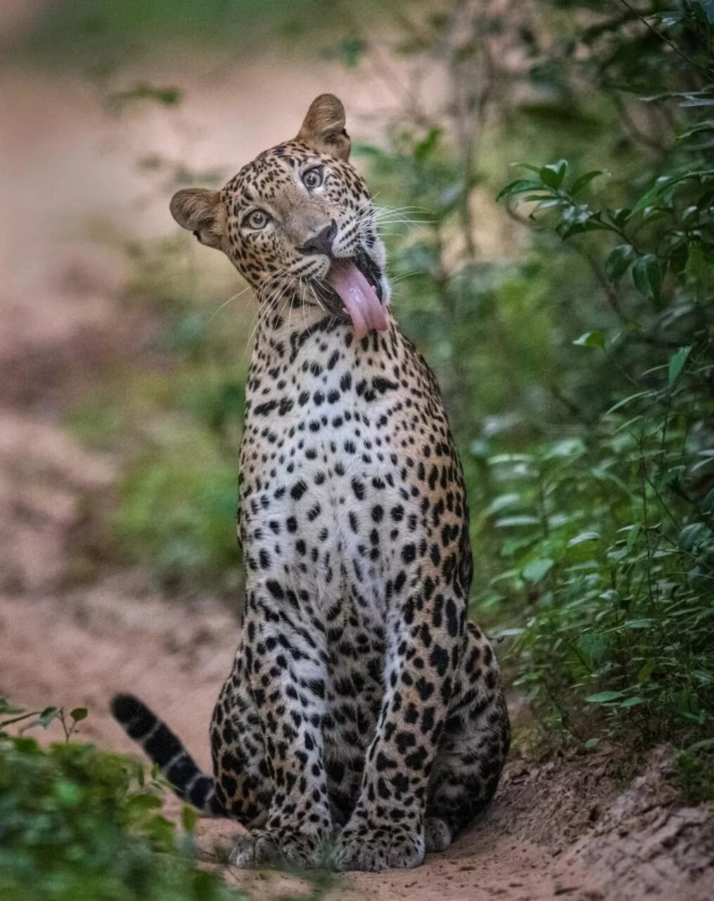 تماشای این عکس ها شگفت زدهتان می کند