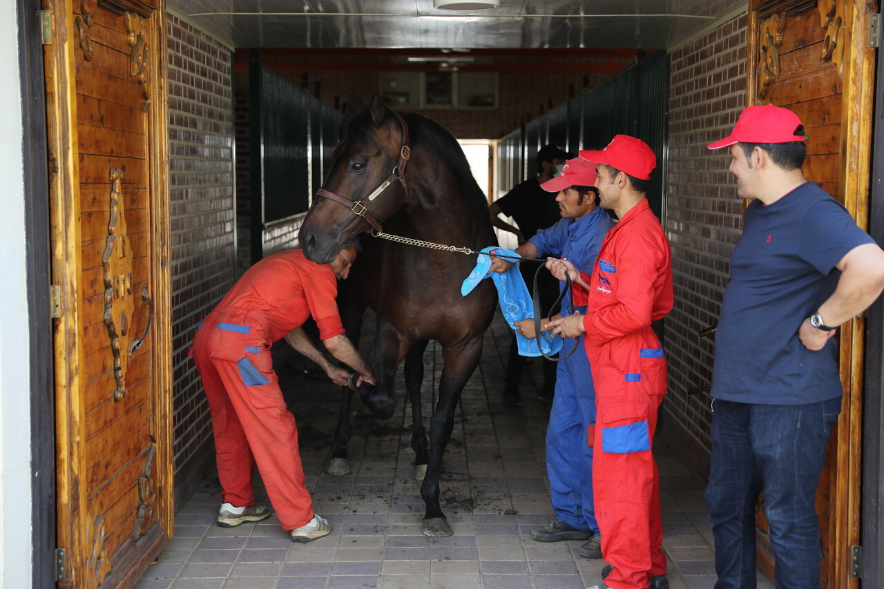 این مردها اسبهای اصیل را پرورش می دهند