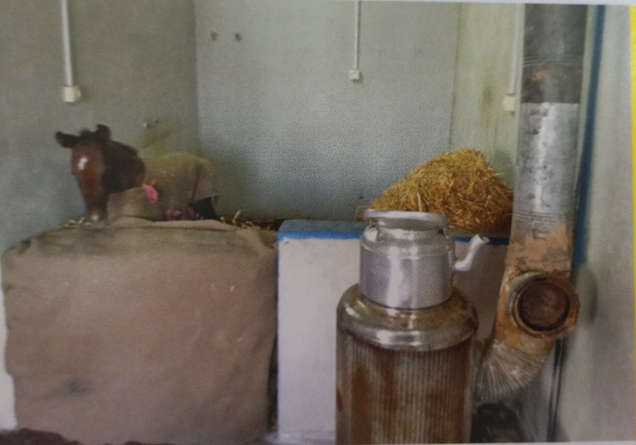 این مردها اسبهای اصیل را پرورش می دهند