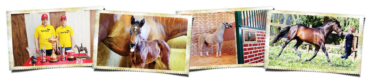 این مردها اسبهای اصیل را پرورش می دهند