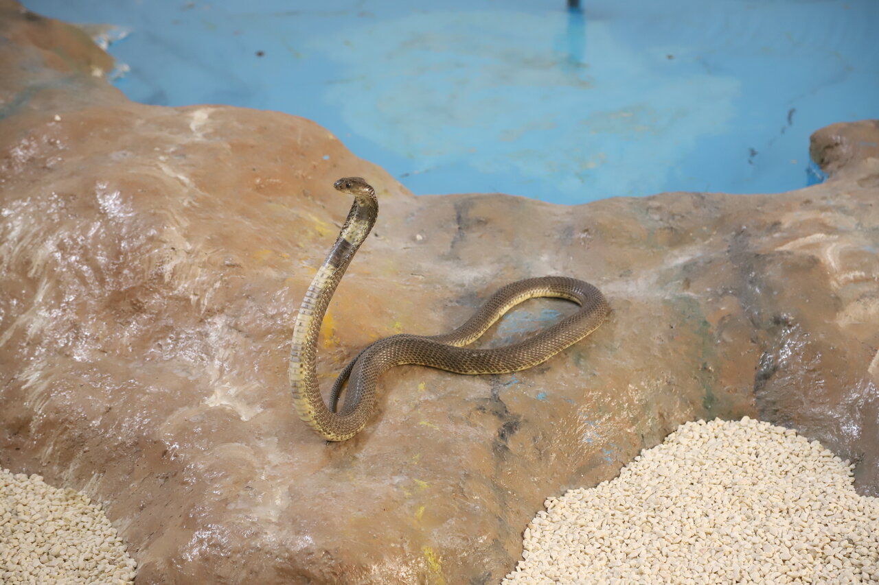 کار این مرد شناسایی مار برای گرفتن زهر مار است | یک حقیقت درباره رقص هندی مارها و مهرههایشان | مردم مارها را میکشند چون...