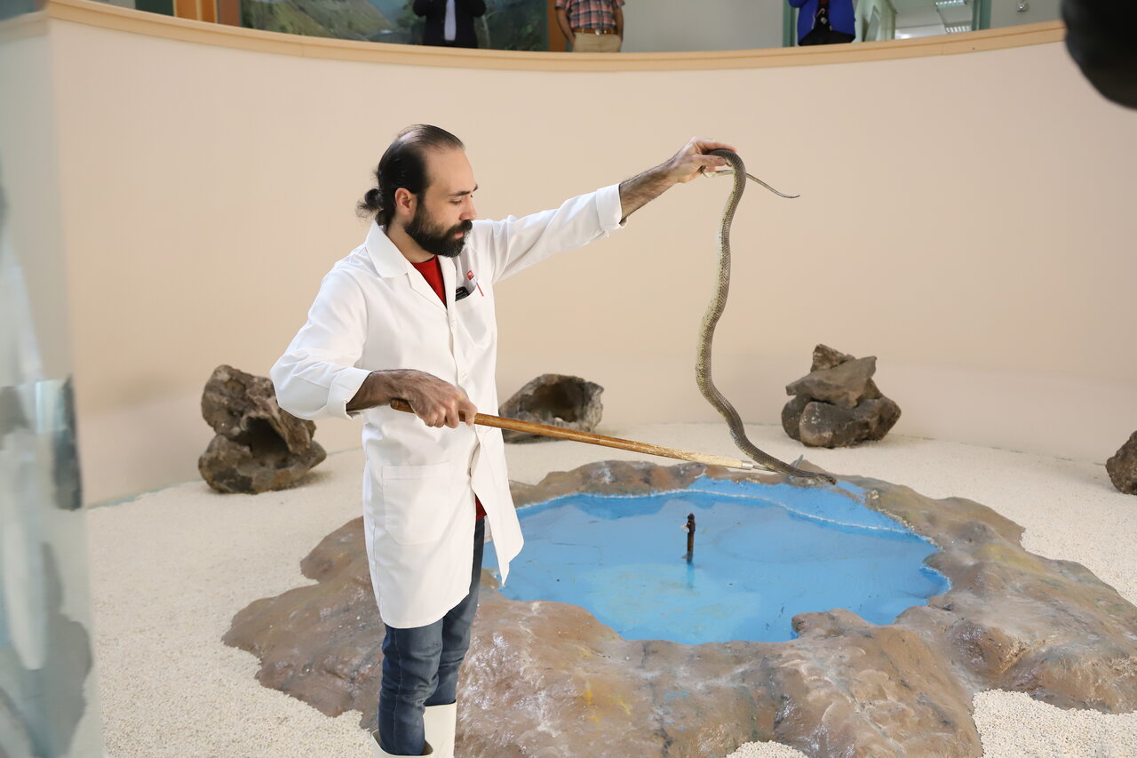 کار این مرد شناسایی مار برای گرفتن زهر مار است | یک حقیقت درباره رقص هندی مارها و مهرههایشان | مردم مارها را میکشند چون...