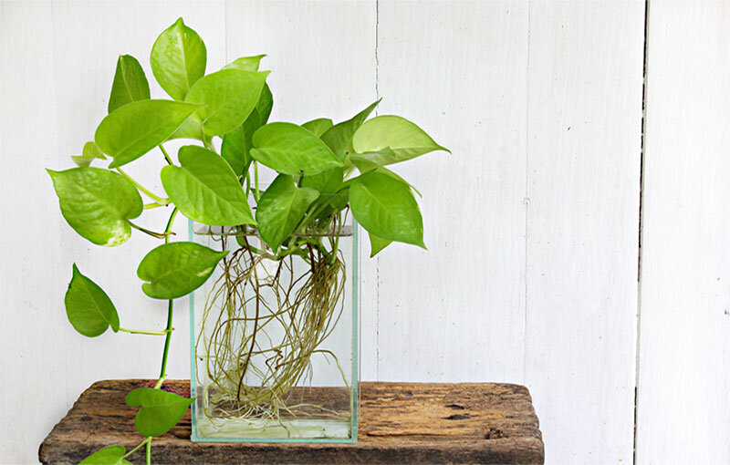 ۵ گیاه آپارتمانی اکسیژن ساز با روش نگهداری آسان