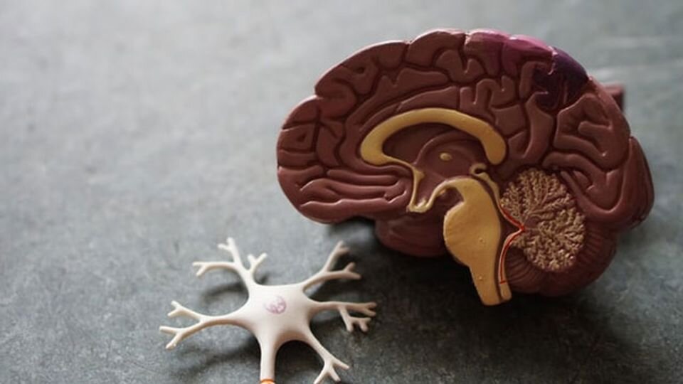 چاپ ۳ بعدی بافت زنده مغز انسان | تلاش برای کشف معمای عملکرد مغز