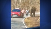 لحظه وحشتناک حمله یک فیل عظیم الجثه به مردم | ببینید