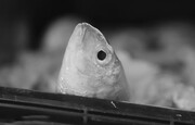 صید ماهی با برق در تالاب شادگان | تصاویر