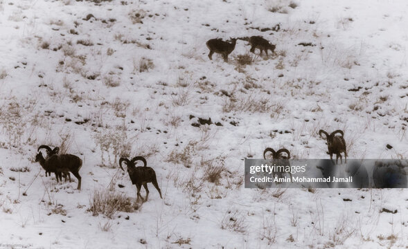 پایین آمدن حیوانات وحشی از ارتفاعات برفی لواسان